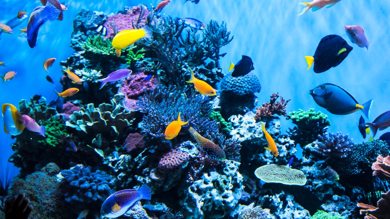 A MINH AQUARIUM