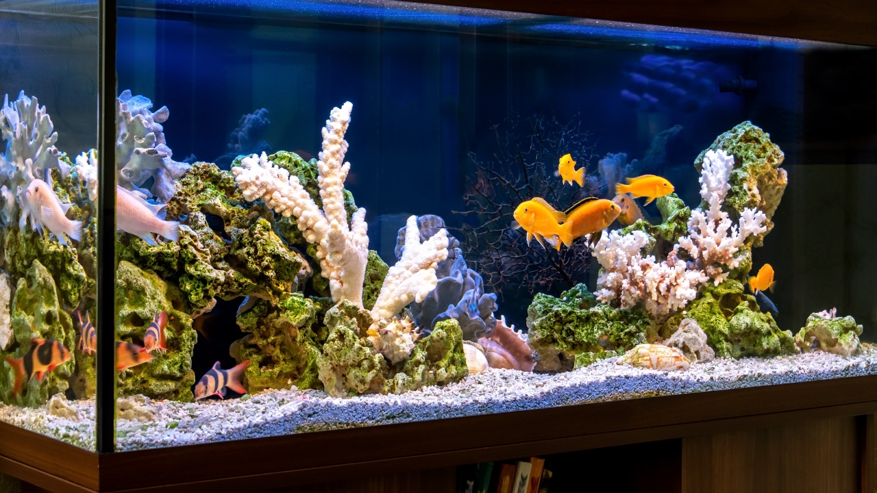 A MINH AQUARIUM