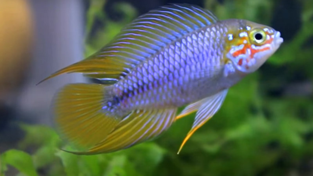 Cá Apistogramma